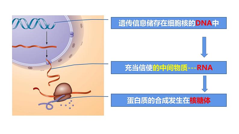 (人教版2019必修2)高一生物同步练习 4.1 基因指导蛋白质的合成(教学课件)第4页