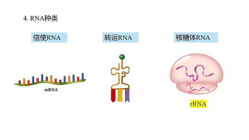 (人教版2019必修2)高一生物同步练习 4.1 基因指导蛋白质的合成(教学课件)第7页