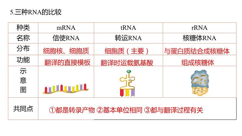 (人教版2019必修2)高一生物同步练习 4.1 基因指导蛋白质的合成(教学课件)第8页