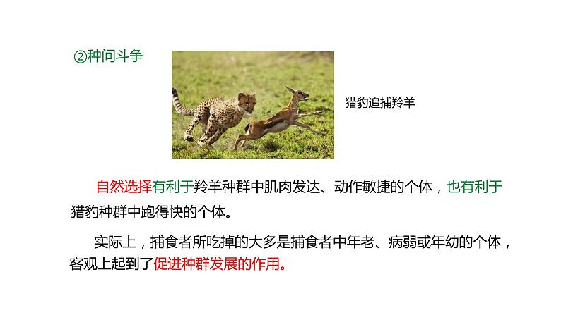 (人教版2019必修2)高一生物同步练习 6.4 协同进化与生物多样性的形成(教学课件)第8页