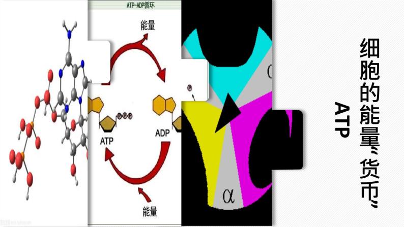 （人教版2019必修1）高一生物同步精品 5.2 细胞的能量“货币”ATP（精讲课件+教学设计）01