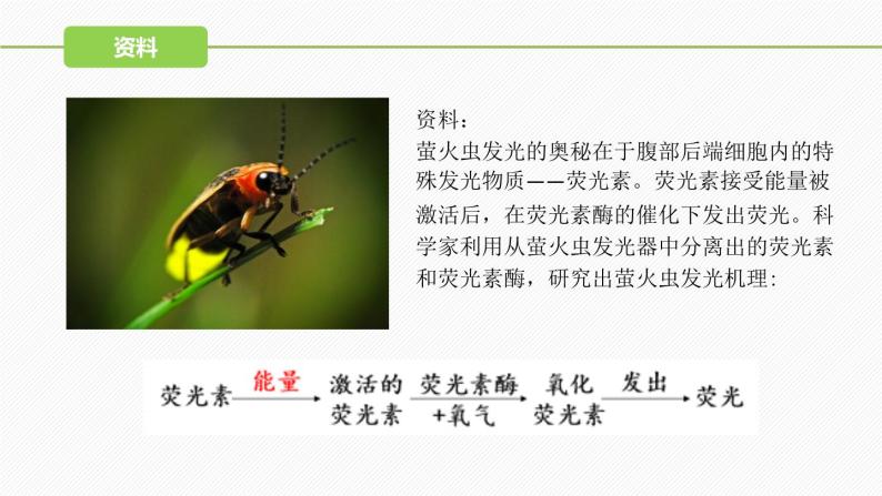 （人教版2019必修1）高一生物同步精品 5.2 细胞的能量“货币”ATP（精讲课件+教学设计）04