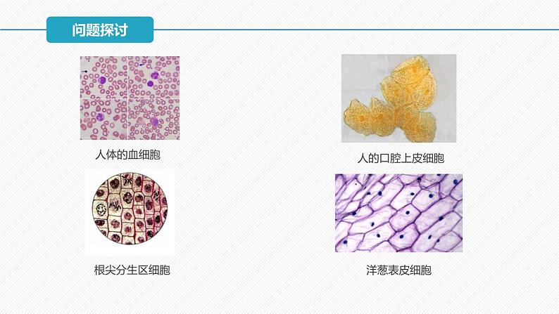 (人教版2019必修1)高一生物同步精品课件 1.2 细胞的多样性和统一性(精讲课件)第3页