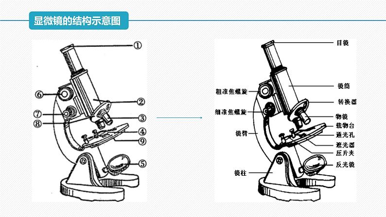 (人教版2019必修1)高一生物同步精品课件 1.2 细胞的多样性和统一性(精讲课件)第5页