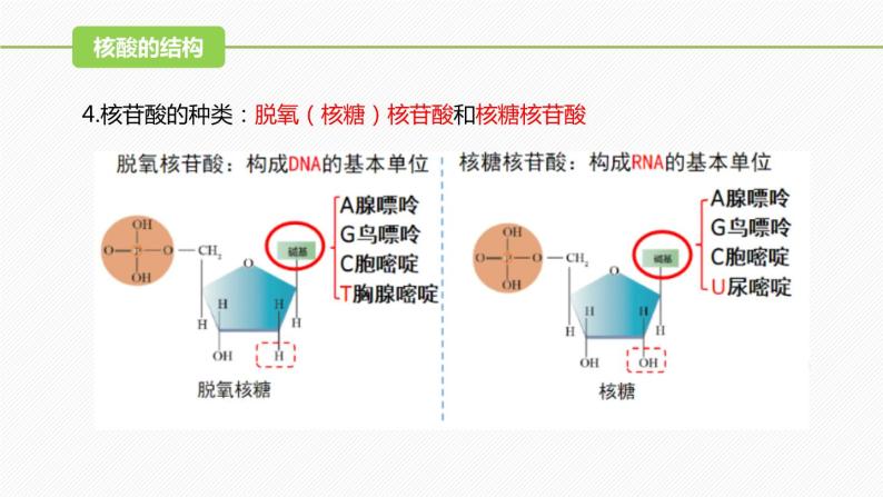 （人教版2019必修1）高一生物同步精品 2.5 核酸是遗传信息的携带者（精讲课件+教学设计）07