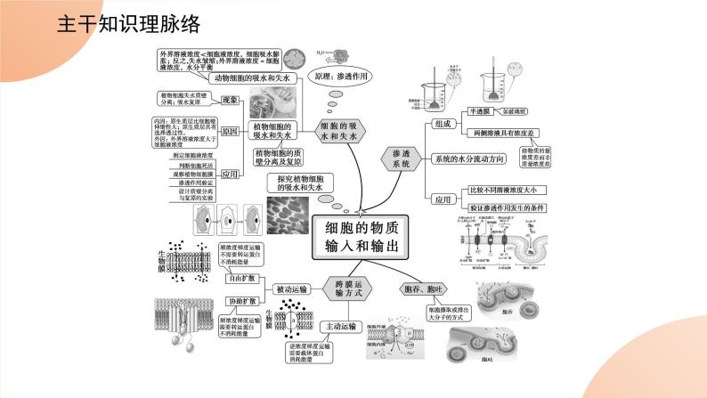 2024学年人教版生物必修一同步课件 专项培优三练习题02