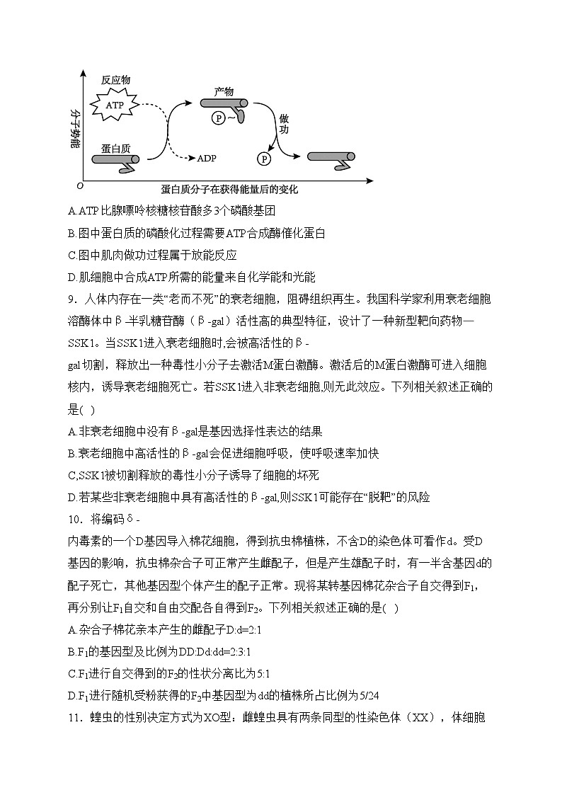 福建省“宁化、永安、尤溪、大田、沙县一中”五校2024届高三上学期11月期中联考生物试卷(含答案)03
