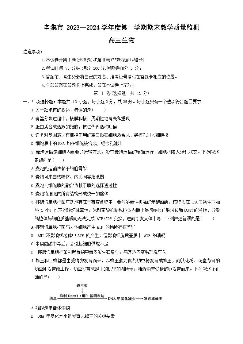 河北省石家庄市辛集市2023-2024学年高三上学期期末考试生物试题（Word版附答案）01