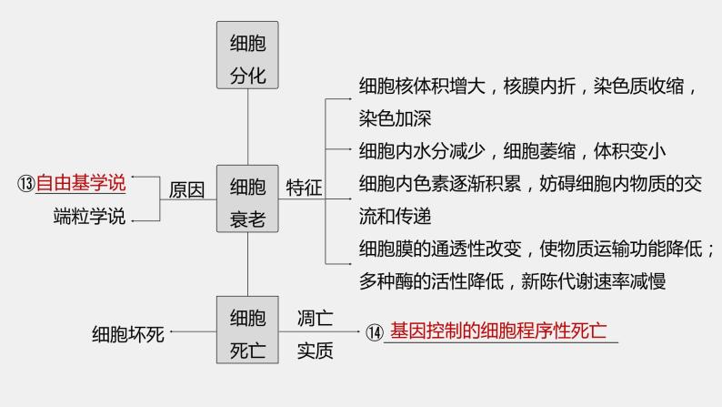 第一篇　主题一　专题(二)　命题点1　有丝分裂和减数分裂 2024年高考生物二轮复习课件+讲义06