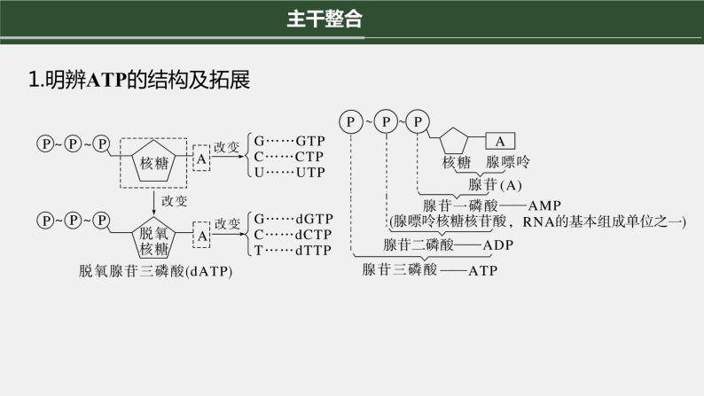 第一篇　主题一　专题(三)　命题点2　酶和ATP在代谢中的作用 2024年高考生物二轮复习课件+讲义04