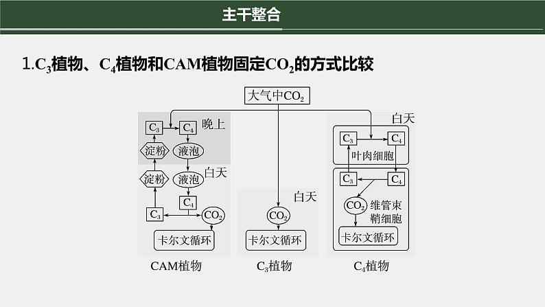 第一篇 主题一 专题(四) 命题点2 CO2固定方式的比较及光呼吸第4页