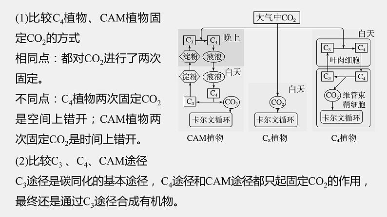 第一篇 主题一 专题(四) 命题点2 CO2固定方式的比较及光呼吸第5页