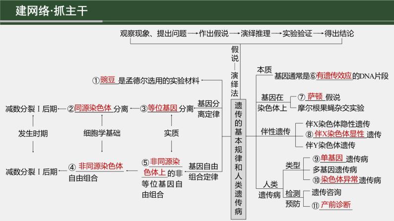 第一篇　主题二　专题(六)　命题点1　辨清遗传规律“实质”与相关“比例” 2024年高考生物二轮复习课件+讲义03