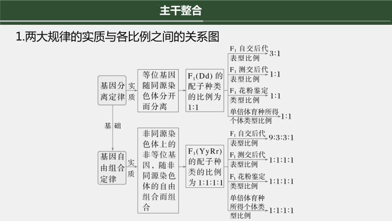 第一篇　主题二　专题(六)　命题点1　辨清遗传规律“实质”与相关“比例” 2024年高考生物二轮复习课件+讲义06