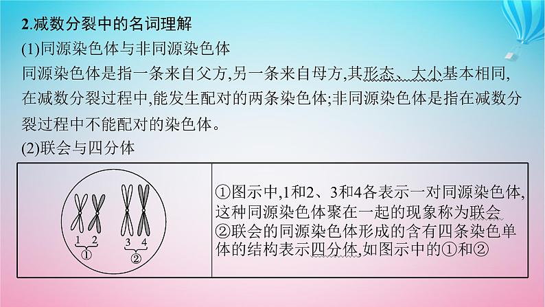 2024高考生物基础知识复习专题突破7减数分裂课件第7页