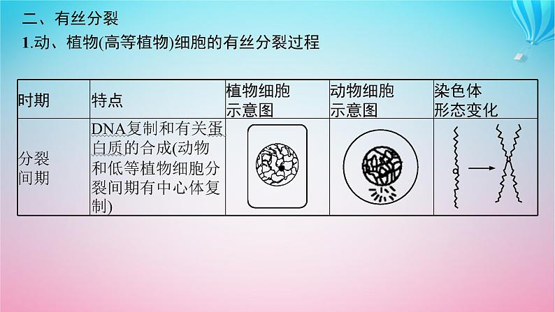 2024高考生物基础知识复习专题突破6细胞的增殖课件第6页