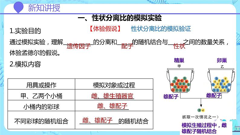 人教版(2019)高中生物学 必修二 遗传与进化 1.1.2孟德尔豌豆杂交实验(一)第2课时 课件03
