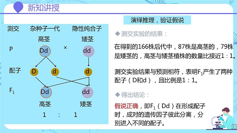 人教版(2019)高中生物学 必修二 遗传与进化 1.1.2孟德尔豌豆杂交实验(一)第2课时 课件08