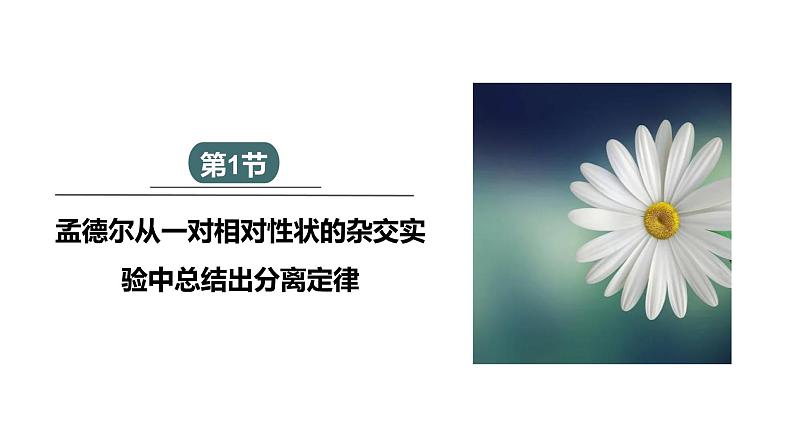 1.1 课时1 孟德尔从一对相对性状的杂交实验中总结出分离定律 课件 2023-2024学年高一生物浙科版(2019)必修2第1页