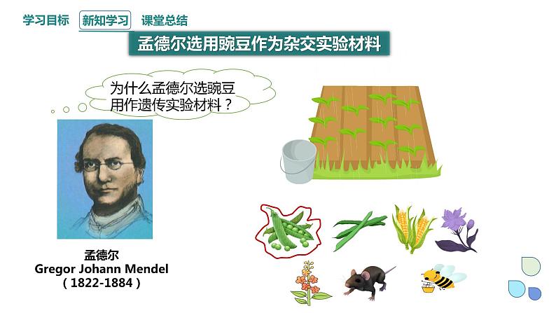 1.1 课时1 孟德尔从一对相对性状的杂交实验中总结出分离定律 课件 2023-2024学年高一生物浙科版(2019)必修2第4页