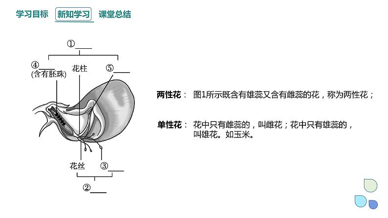 1.1 课时1 孟德尔从一对相对性状的杂交实验中总结出分离定律 课件 2023-2024学年高一生物浙科版(2019)必修2第5页