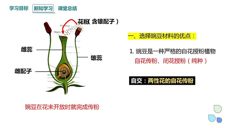 1.1 课时1 孟德尔从一对相对性状的杂交实验中总结出分离定律 课件 2023-2024学年高一生物浙科版(2019)必修2第6页