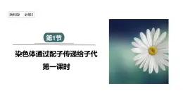 2.1 课时1 染色体通过配子传递给子代（1） 课件 2023-2024学年高一生物浙科版（2019）必修2