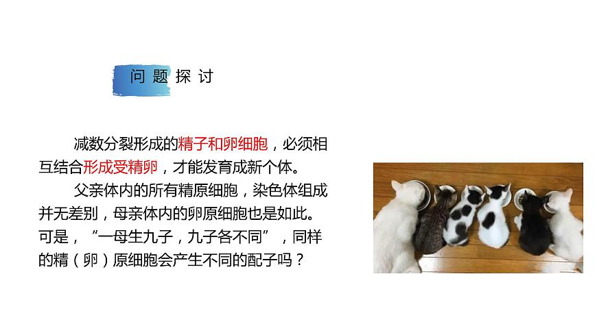 2.1 課時(shí)2 染色體通過配子傳遞給子代（2） 課件 2023-2024學(xué)年高一生物浙科版（2019）必修2第3頁