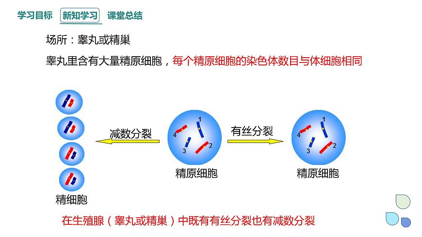 2.1 課時(shí)2 染色體通過配子傳遞給子代（2） 課件 2023-2024學(xué)年高一生物浙科版（2019）必修2第5頁