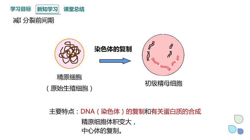 2.1 課時(shí)2 染色體通過配子傳遞給子代（2） 課件 2023-2024學(xué)年高一生物浙科版（2019）必修2第6頁