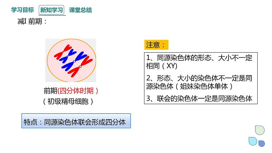 2.1 課時(shí)2 染色體通過配子傳遞給子代（2） 課件 2023-2024學(xué)年高一生物浙科版（2019）必修2第7頁