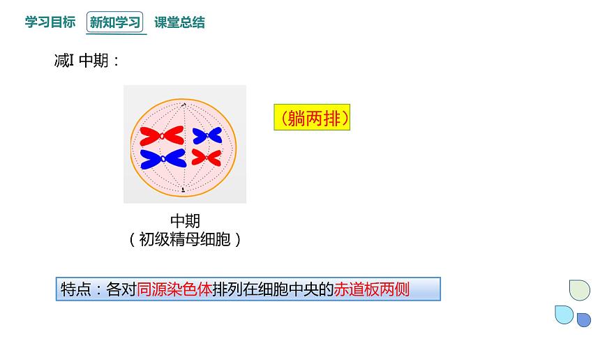 2.1 課時(shí)2 染色體通過配子傳遞給子代（2） 課件 2023-2024學(xué)年高一生物浙科版（2019）必修2第8頁