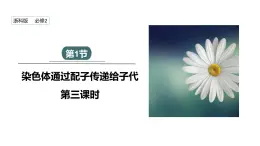 2.1 课时3 染色体通过配子传递给子代（3） 课件 2023-2024学年高一生物浙科版（2019）必修2