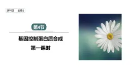 3.4 课时1 基因控制蛋白质合成 课件 2023-2024学年高一生物浙科版（2019）必修2