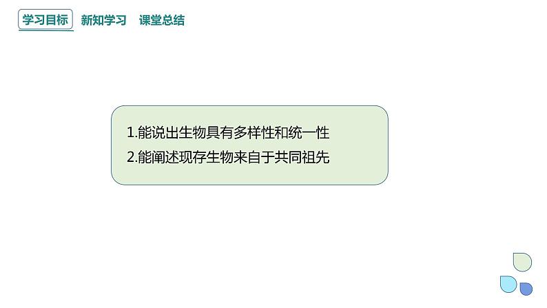 5.1 丰富多样的现存物种来自共同祖先 课件 2023-2024学年高一生物浙科版(2019)必修202