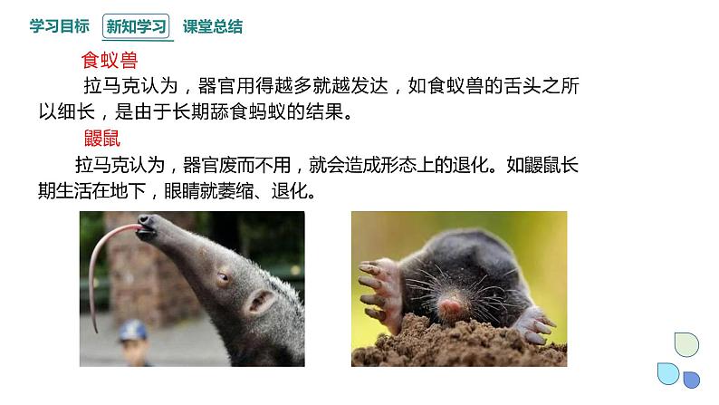 5.1 丰富多样的现存物种来自共同祖先 课件 2023-2024学年高一生物浙科版(2019)必修207