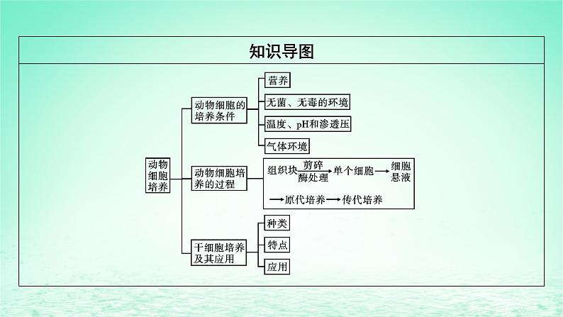 2024春高中生物第2章细胞工程第2节动物细胞工程一动物细胞培养课件(人教版选择性必修3)03