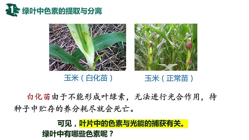 备战高考生物一轮复习优质课件 第09讲 光合作用与能量转化第5页