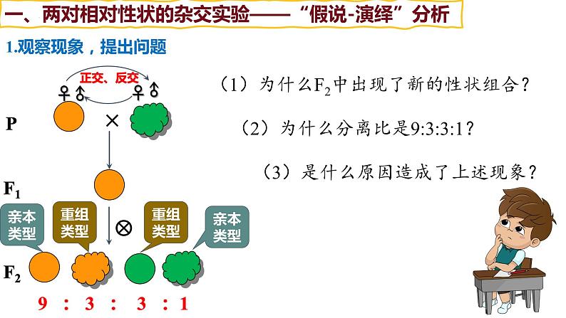 备战高考生物一轮复习优质课件 第14讲 基因的自由组合定律07
