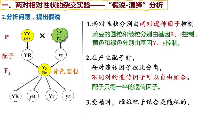 备战高考生物一轮复习优质课件 第14讲 基因的自由组合定律08