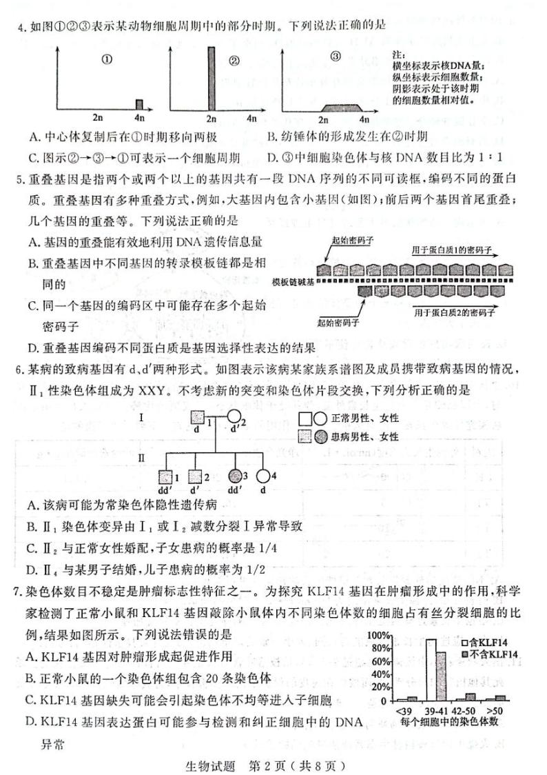 2024济宁高三下学期3月一模考试生物PDF版含答案02