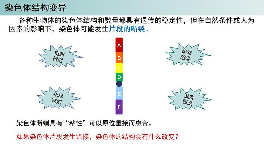 2023-2024學年浙科版（2019）必修2 4.3染色體畸變可能引起性狀改變（第1課時）課件第2頁