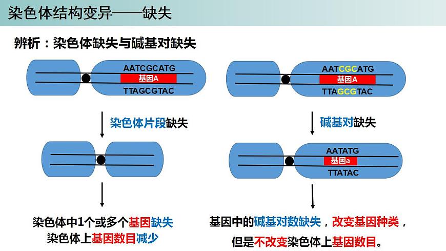 2023-2024學年浙科版（2019）必修2 4.3染色體畸變可能引起性狀改變（第1課時）課件第6頁