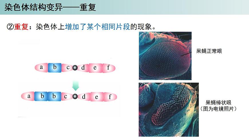 2023-2024學年浙科版（2019）必修2 4.3染色體畸變可能引起性狀改變（第1課時）課件第7頁