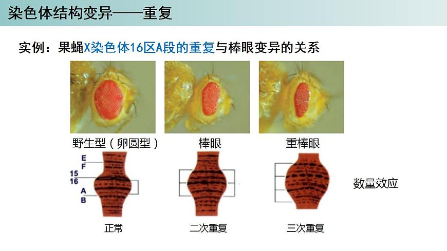 2023-2024學年浙科版（2019）必修2 4.3染色體畸變可能引起性狀改變（第1課時）課件第8頁