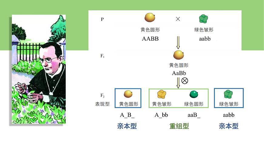 2023-2024學(xué)年浙科版(2019)必修2 4.2基因重組使子代出現(xiàn)變異 課件第2頁