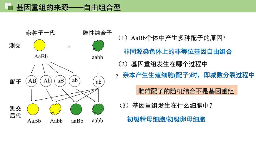 2023-2024學(xué)年浙科版(2019)必修2 4.2基因重組使子代出現(xiàn)變異 課件第3頁