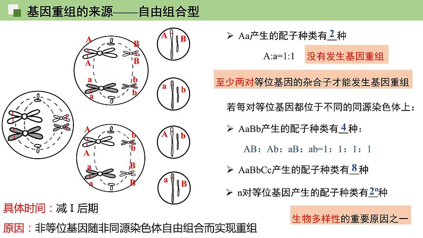 2023-2024學(xué)年浙科版（2019）必修2 4.2基因重組使子代出現(xiàn)變異  課件第4頁
