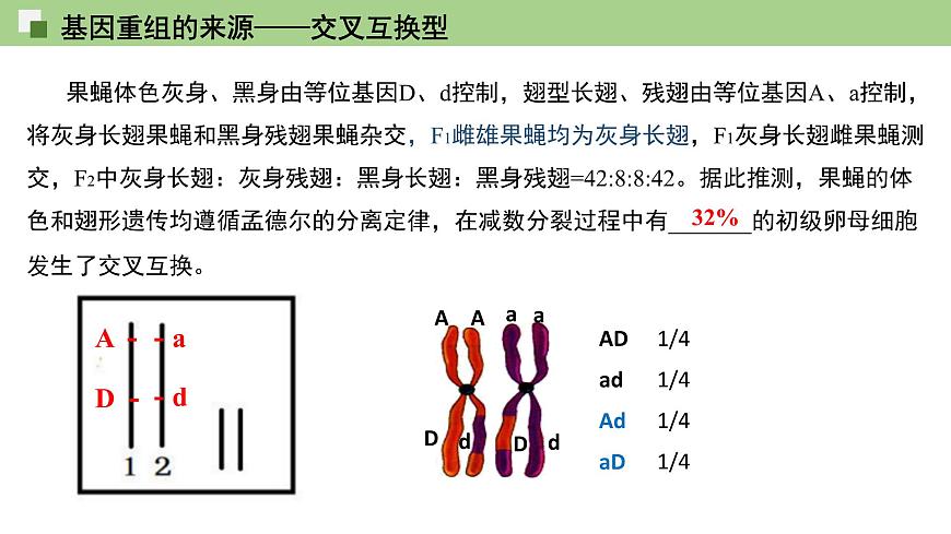 2023-2024學(xué)年浙科版（2019）必修2 4.2基因重組使子代出現(xiàn)變異  課件第6頁