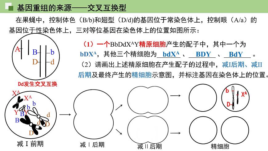 2023-2024學(xué)年浙科版(2019)必修2 4.2基因重組使子代出現(xiàn)變異 課件第7頁